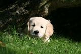 GOLDEN RETRIEVER 969